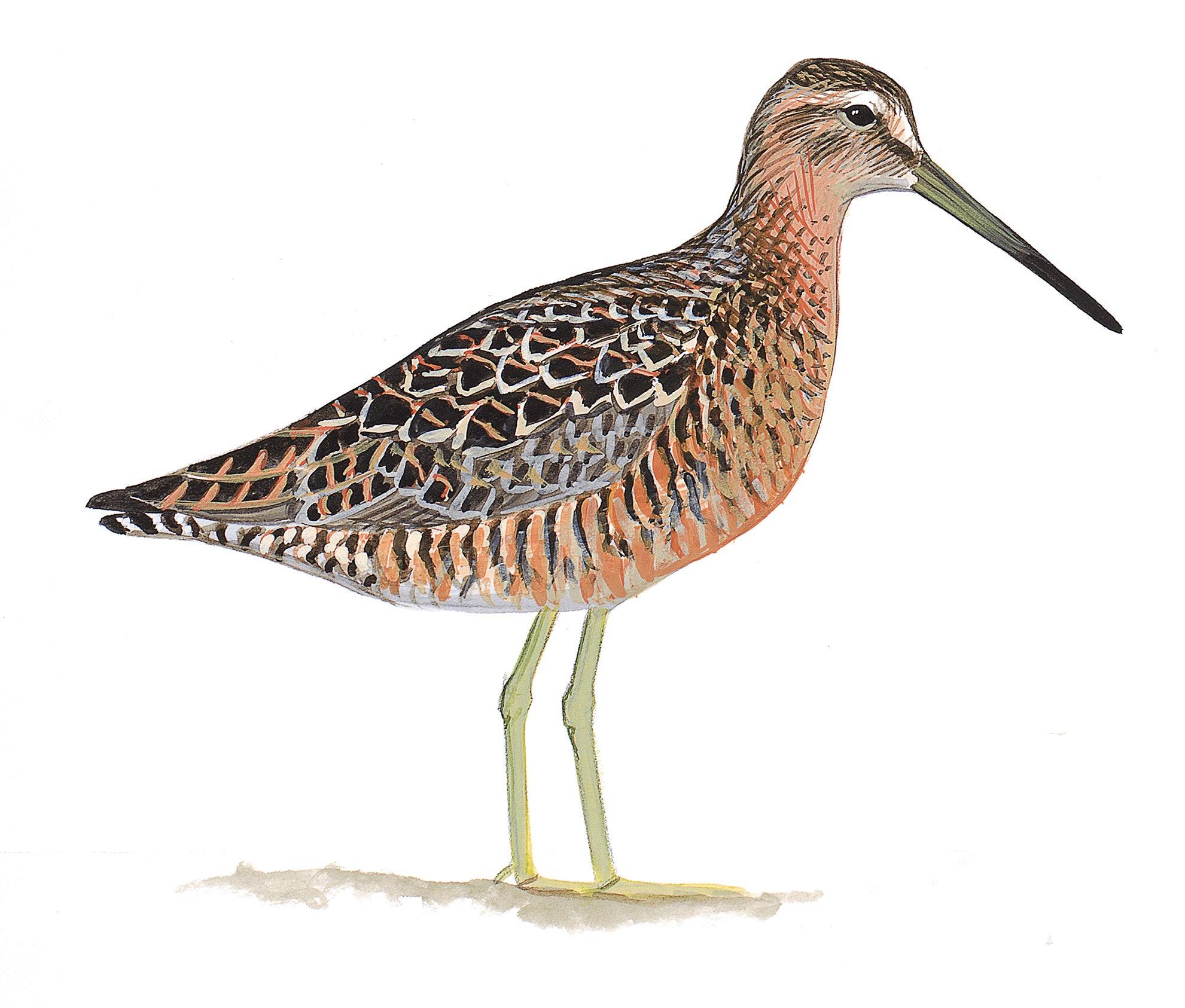 Short-billed Dowitcher