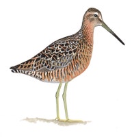 Costurero Pico Corto