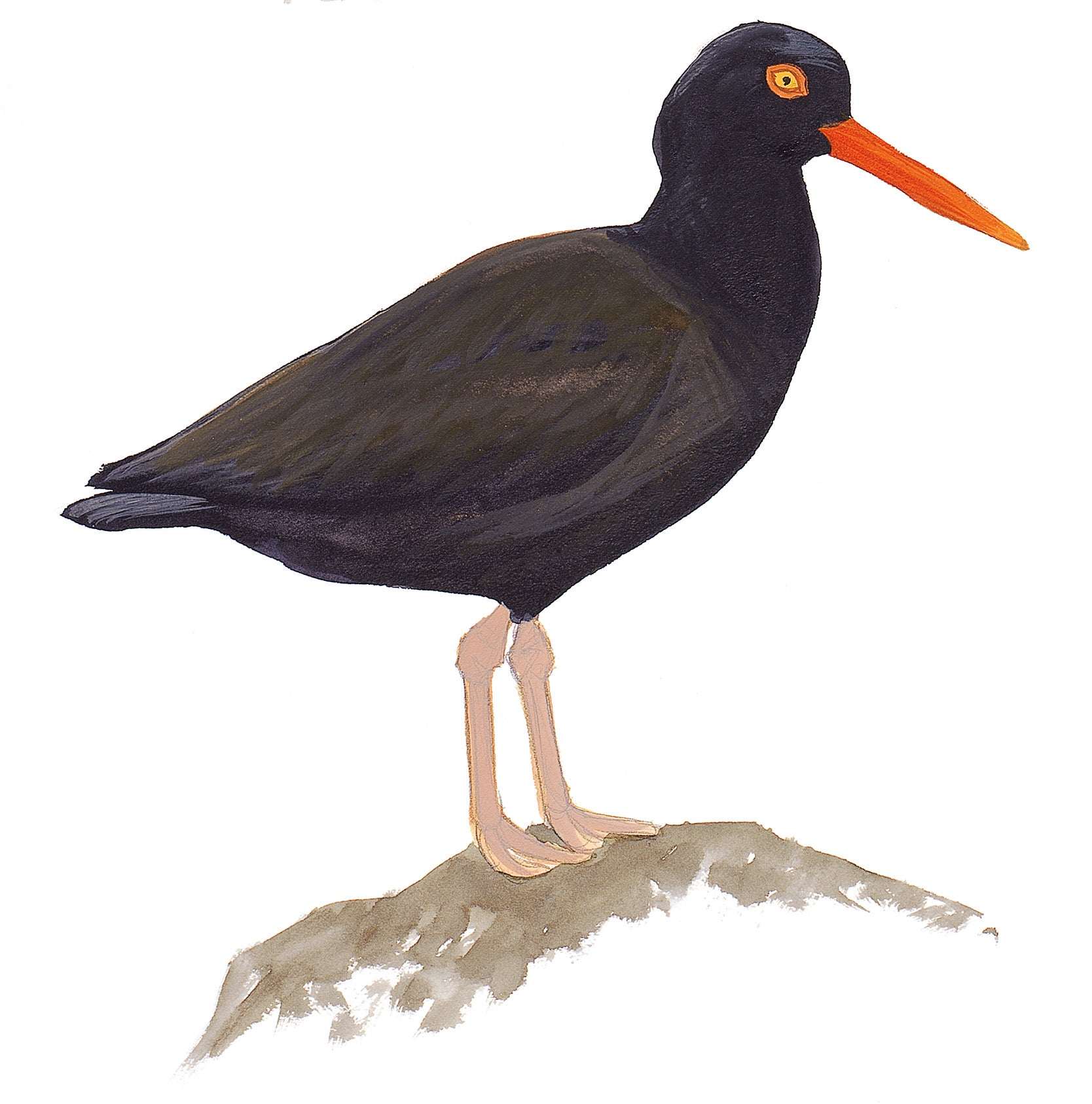 Black Oystercatcher