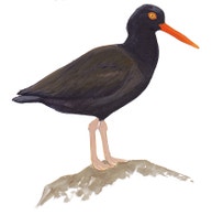 Black Oystercatcher
