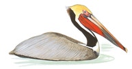 Brown Pelican