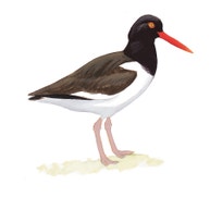 American Oystercatcher