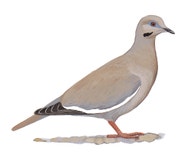 White-winged Dove