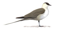 Long-tailed Jaeger
