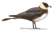 Pomarine Jaeger