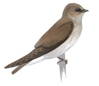Northern Rough-winged Swallow