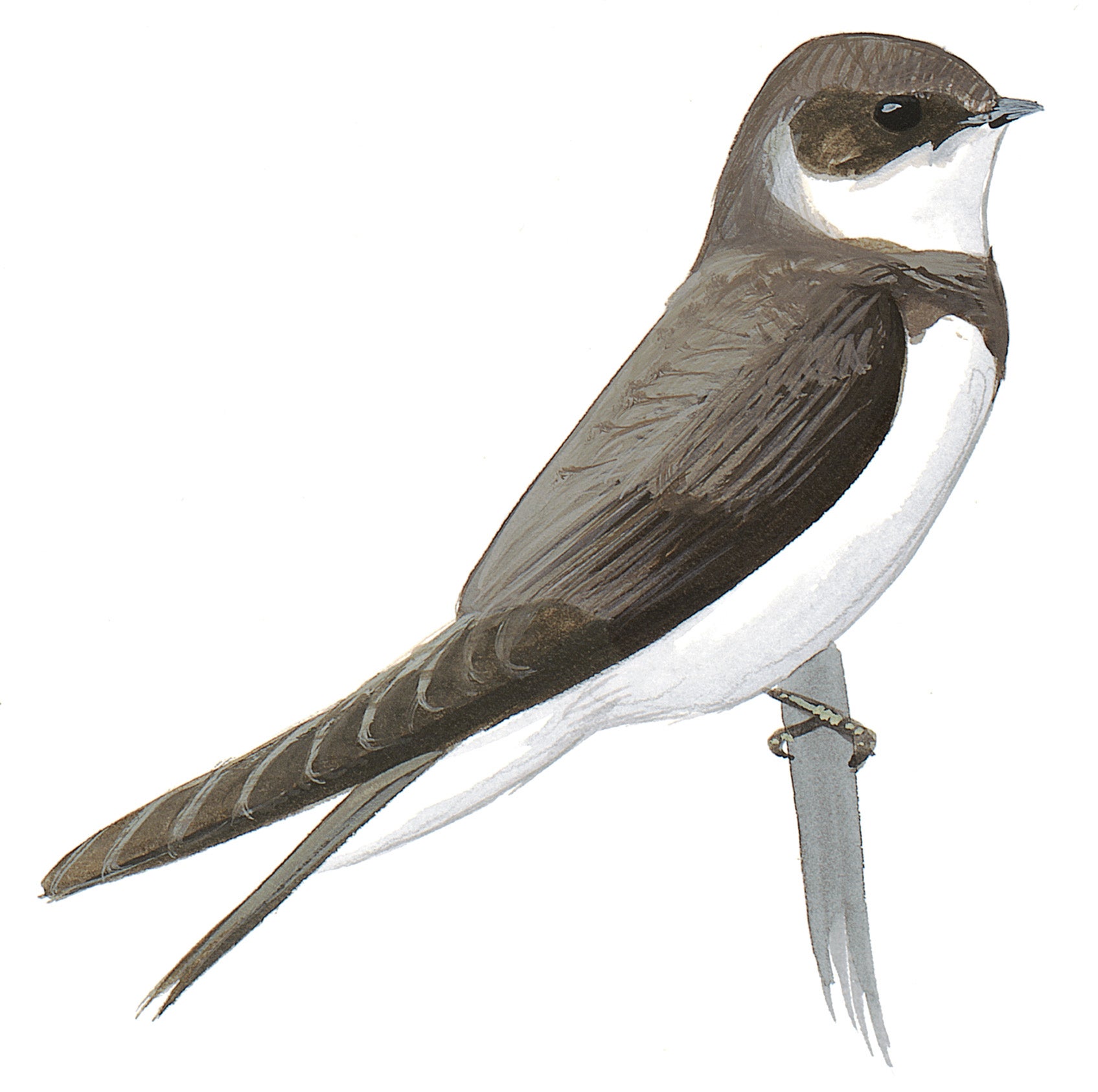 Golondrina Ribereña