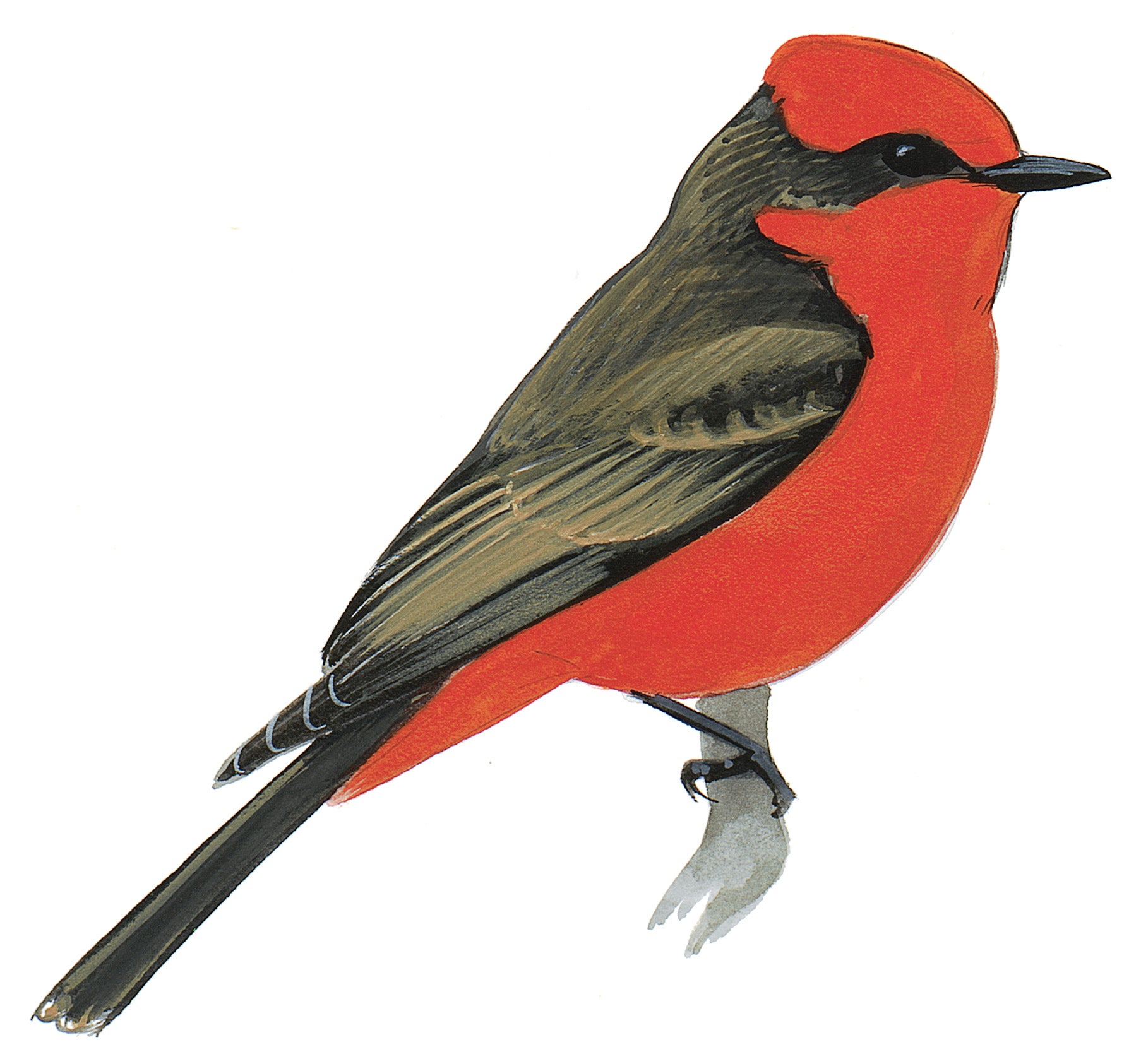 Vermilion Flycatcher