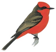 Vermilion Flycatcher