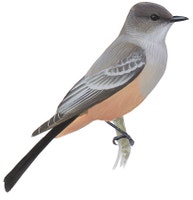 Say's Phoebe