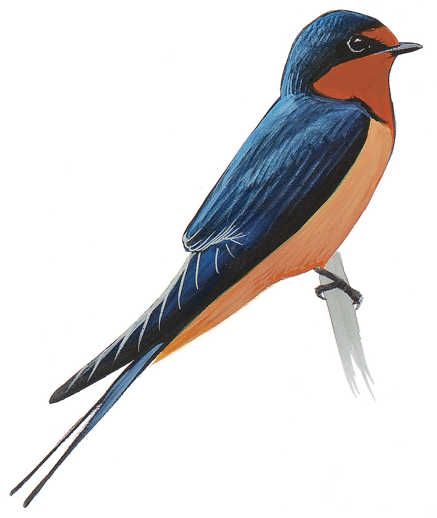 Barn Swallow