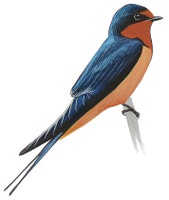 Barn Swallow