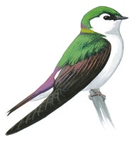 Golondrina Verdemar