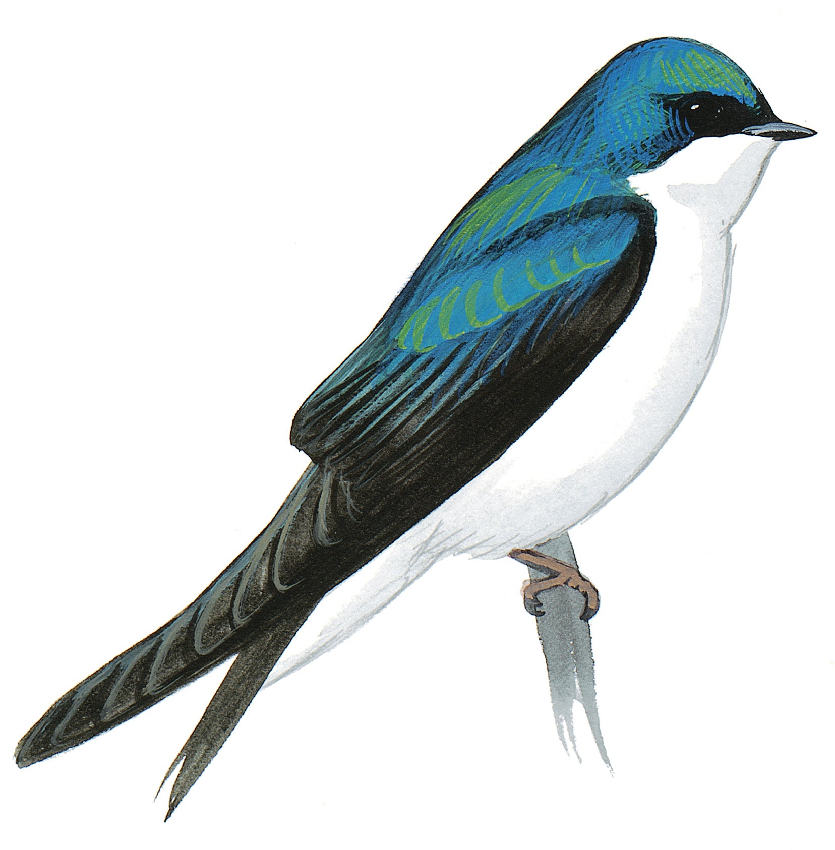 Golondrina Bicolor
