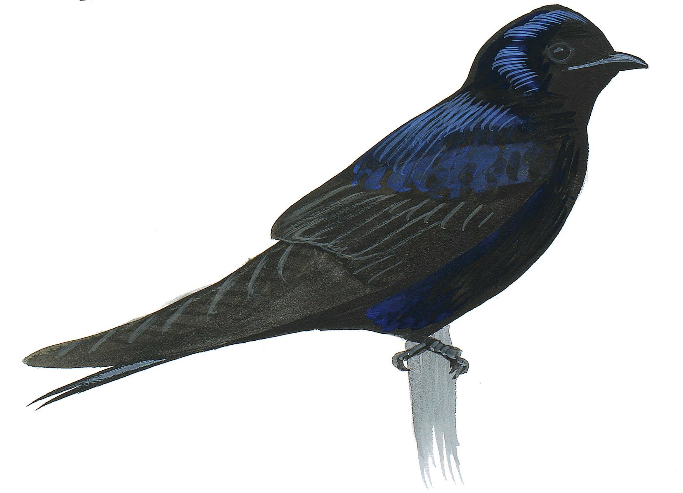 Golondrina Azulnegra