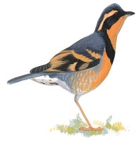 Varied Thrush