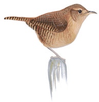 House Wren
