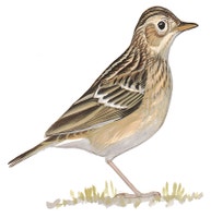 Sprague's Pipit