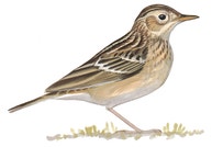Sprague's Pipit