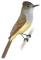 Dusky-capped Flycatcher
