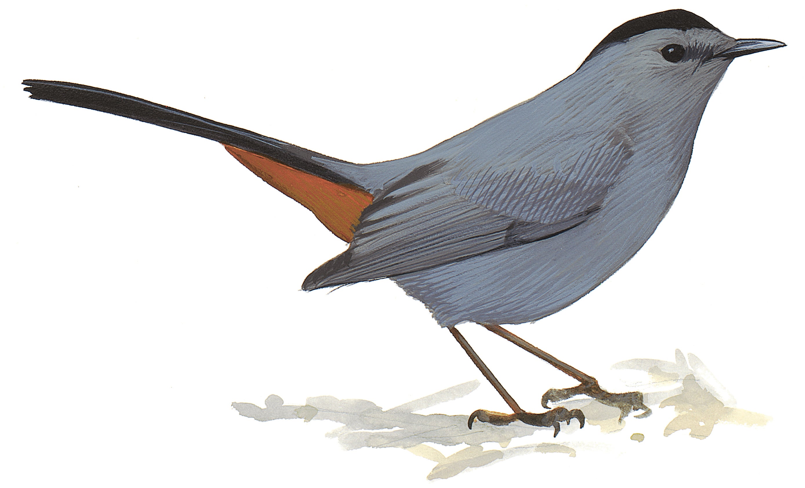 Maullador Gris