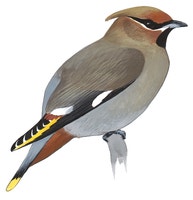 Bohemian Waxwing