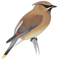 Cedar Waxwing