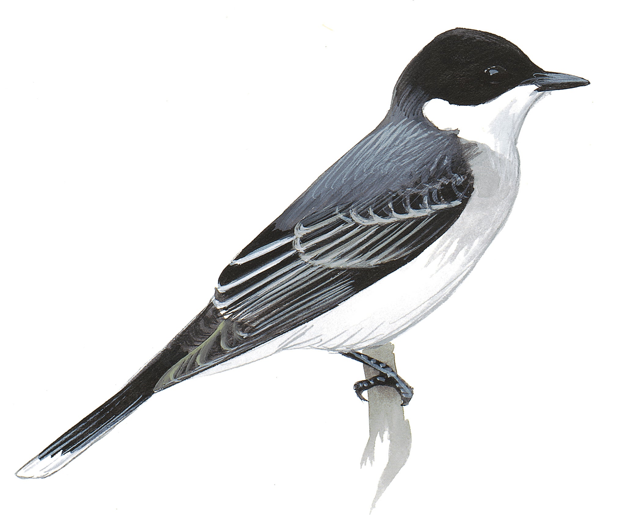 Tirano Dorso Negro