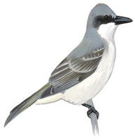 Gray Kingbird
