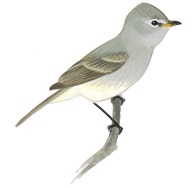 Northern Beardless-Tyrannulet