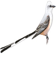 Scissor-tailed Flycatcher