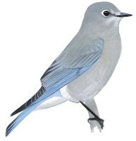 Mountain Bluebird