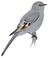 Townsend's Solitaire
