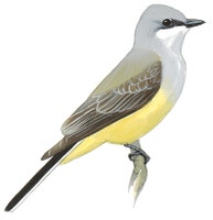 Western Kingbird