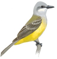 Tropical Kingbird