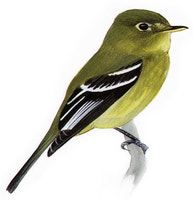 Yellow-bellied Flycatcher