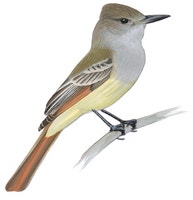 Brown-crested Flycatcher