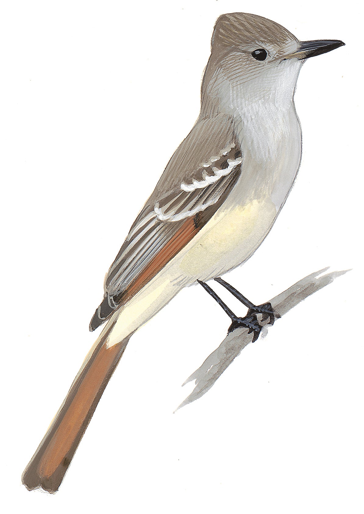 Papamoscas Cenizo