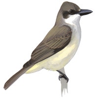 Thick-billed Kingbird