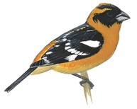 Black-headed Grosbeak