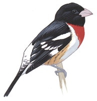 Rose-breasted Grosbeak