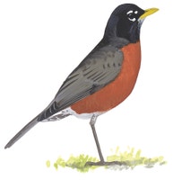 American Robin