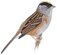 Golden-crowned Sparrow