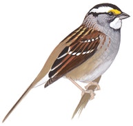 White-throated Sparrow