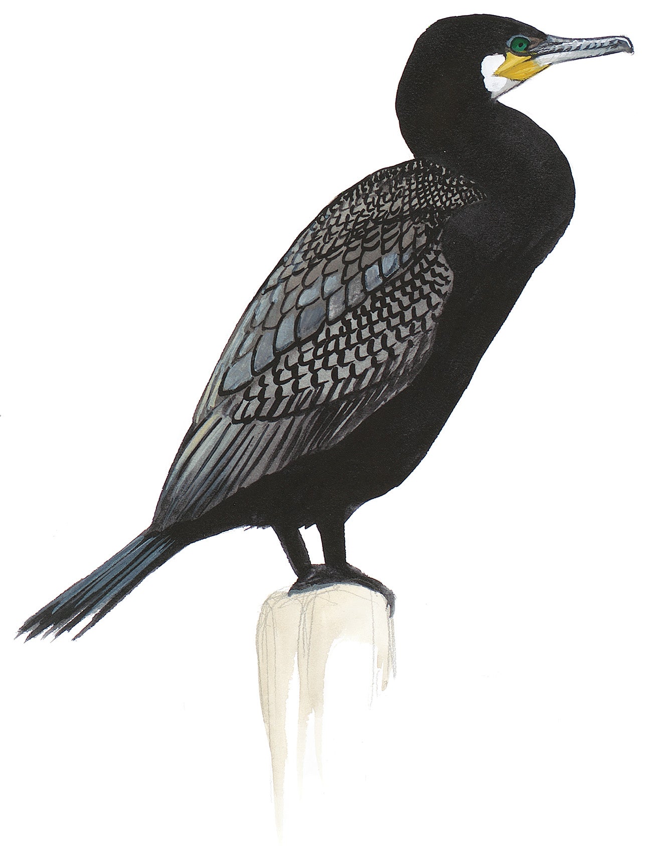 Cormorán Grande