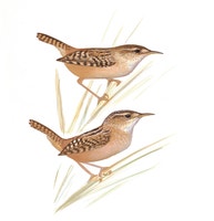 Sedge Wren