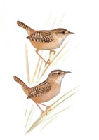 Sedge Wren