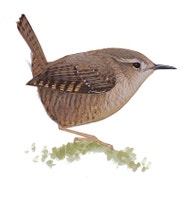 Pacific Wren