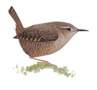 Pacific Wren