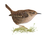 Winter Wren